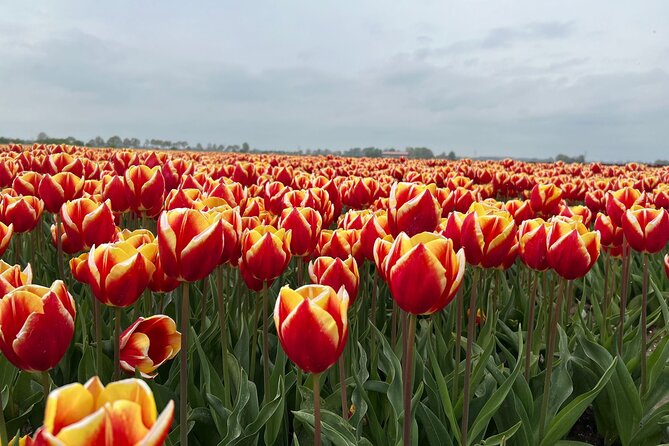Private transfer Schiphol (AMS) to or from Rotterdam - What happens at pickup