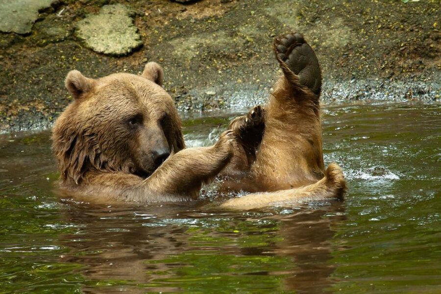 Rhenen: Ouwehands Zoo Entry Ticket - Should you book this one-day zoo visit?