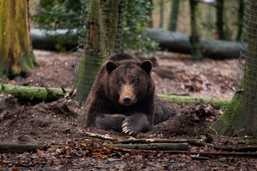Rhenen: Ouwehands Zoo Entry Ticket - Starting at Rhenen’s map and making your own route
