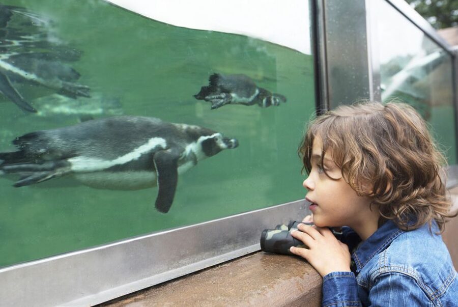 Rhenen: Ouwehands Zoo Entry Ticket - Polar bears, red pandas, and clouded leopards