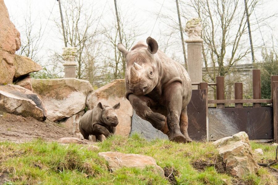 Rotterdam: Rotterdam Zoo Blijdorp Entry Ticket - What the $32 price really buys you