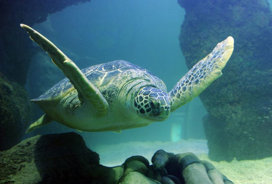 Scheveningen, The Hague: Sea Life Entry Ticket - From Dutch rivers to ocean depths