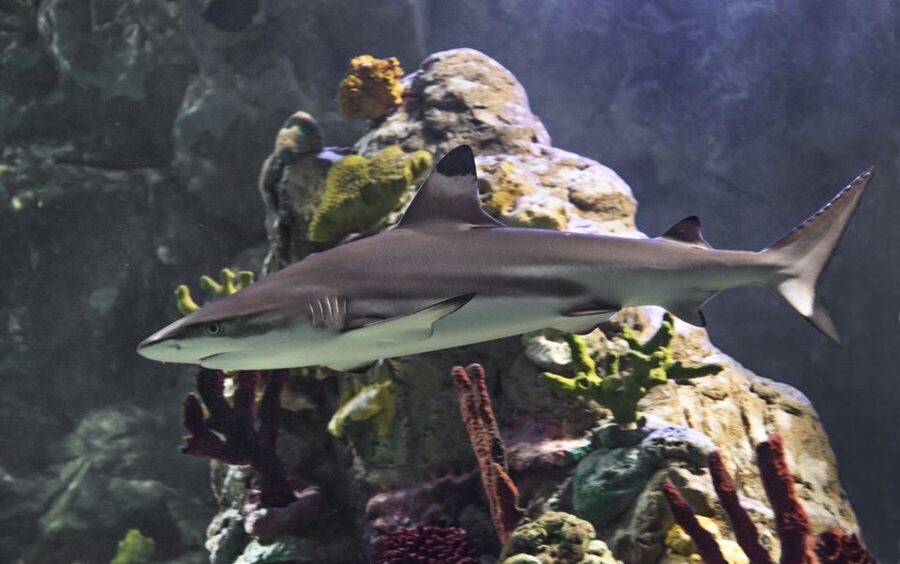 Scheveningen, The Hague: Sea Life Entry Ticket - Fifteen zones keep the route easy to follow