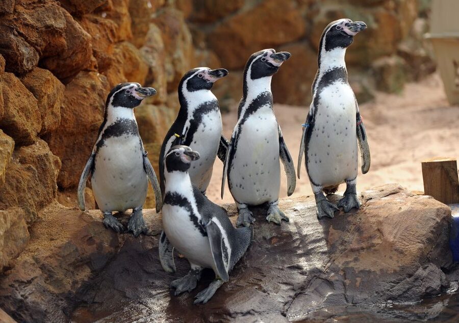 Scheveningen, The Hague: Sea Life Entry Ticket - A compact visit with a clear audience