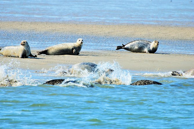 Seal Safari at UNESCO Site Waddensea from Amsterdam - Key points to know before you book