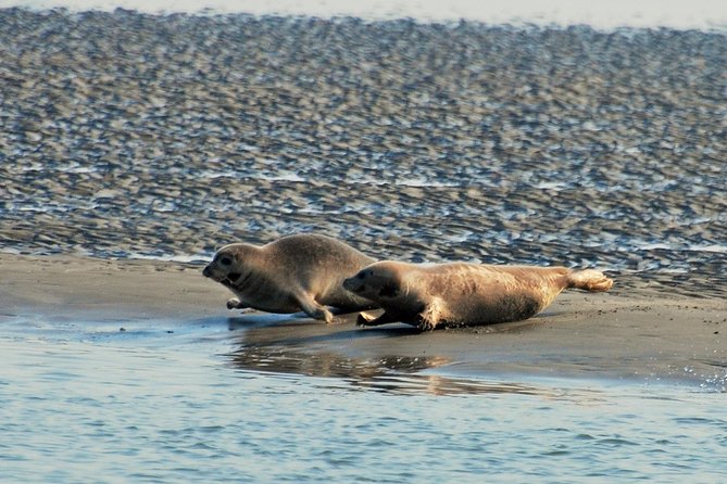 Seal Safari at UNESCO Site Waddensea from Amsterdam - The Wadden Sea boat ride and seal watching
