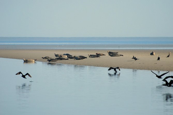 Seal Safari at UNESCO Site Waddensea from Amsterdam - A guide-led day, not just a transfer