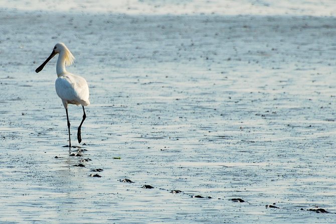 Seal Safari at UNESCO Site Waddensea from Amsterdam - Who should book this Wadden Sea outing?