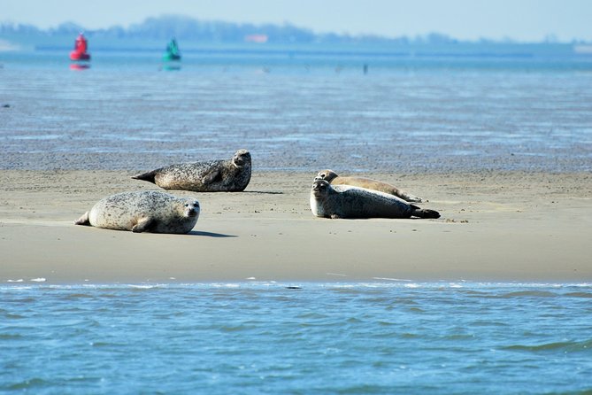 Seal Safari at UNESCO Site Waddensea from Amsterdam - Leaving Amsterdam in a private minivan