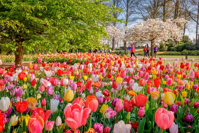 Skip-the-Line Keukenhof Gardens and Tulip Fields Tour from Amsterdam - The ride from Amsterdam to the bulb fields