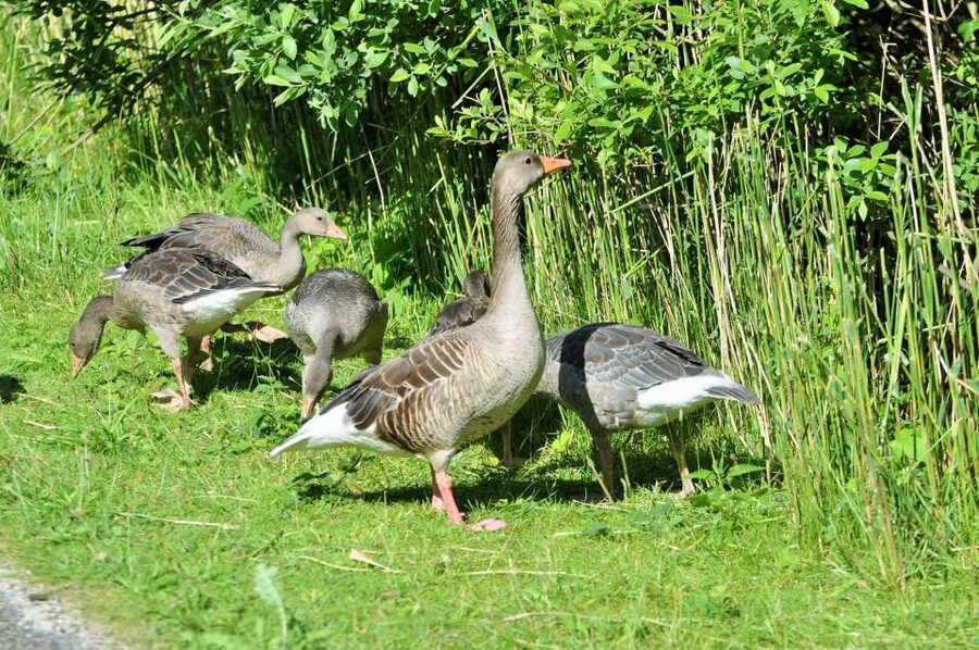 Small group full day island tour to Texel from Amsterdam - Walking beside the Wadden Sea