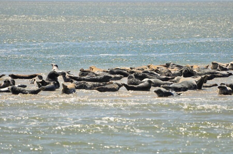 Small group full day island tour to Texel from Amsterdam - Language, pace, and practical limits