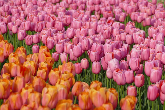 Taking Pictures in the Tulip Field at De Tulperij - Making the most of your 45 minutes