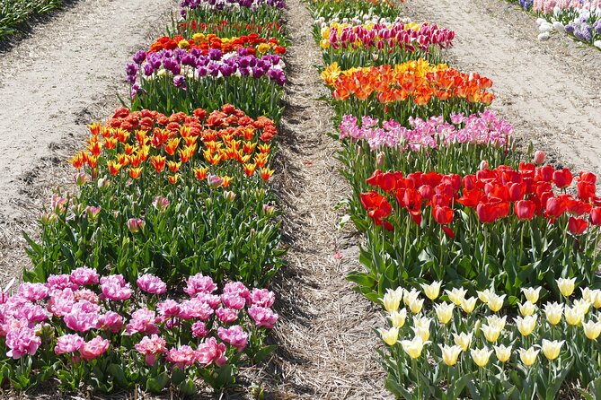 Taking Pictures in the Tulip Field at De Tulperij - Who will enjoy this short outing