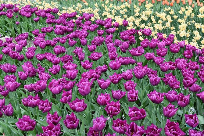 Tour to Giethoorn and Keukenhof Tulip Fields from Amsterdam - Practical value, tickets, and cancellation