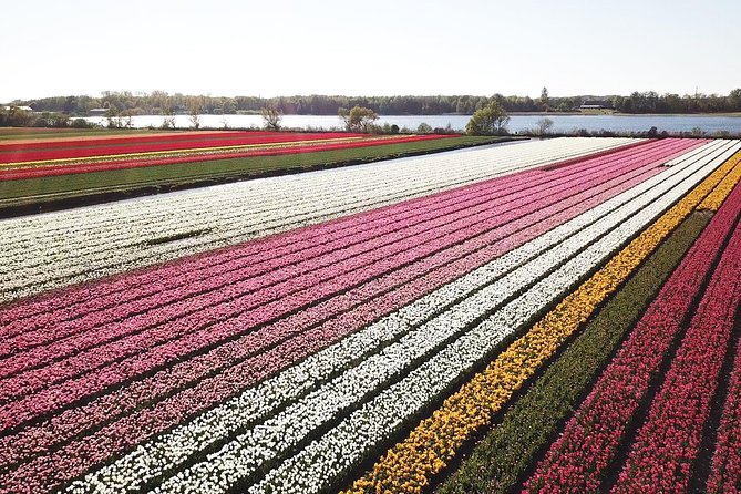 Tulip Fields near Keukenhof - Self-Drive Audio Tour for 2 People - De Tulperij and the Farm-Side View