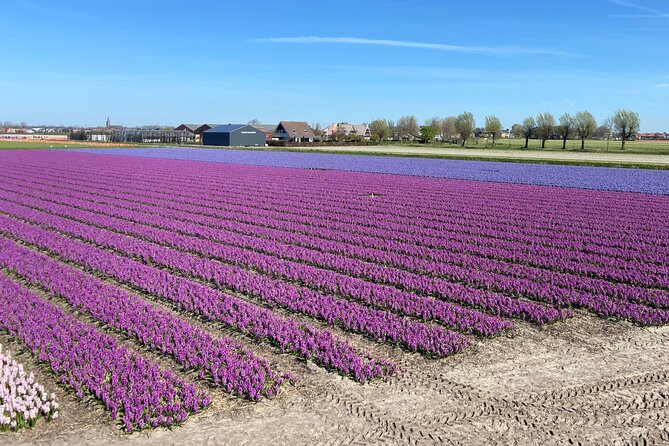 Tulip Fields near Keukenhof - Self-Drive Audio Tour for 2 People - What the Price Includes at $119.77