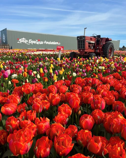 Warmond: Kagerplassen Cruise with "Tulip Experience" Ticket - Getting Between the Cruise and Tulip Experience Amsterdam