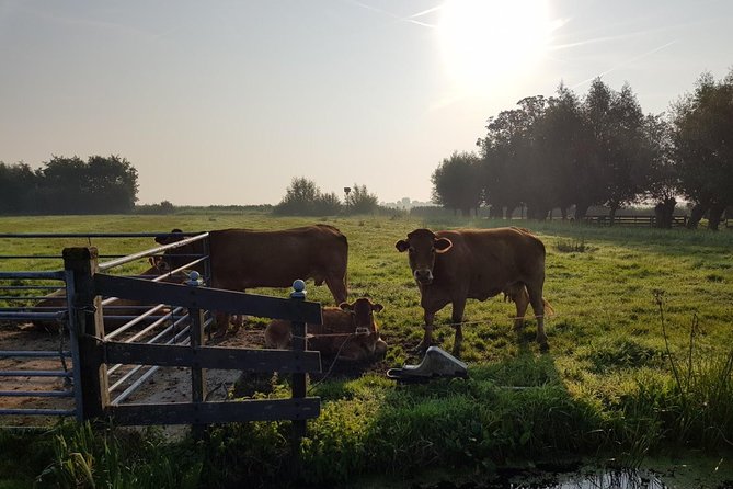 Zaanse Schans and Volendam Private Tour – Clogs, Cheese and More - Guide quality and the human side of the tour