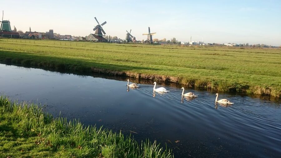 Zaanse Schans Windmills 4-Hour Tour in Italian - Seeing wooden clogs made by hand