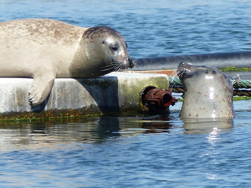 Zeeland Zeehonden strand safari NL/DE - Key things to know before you go